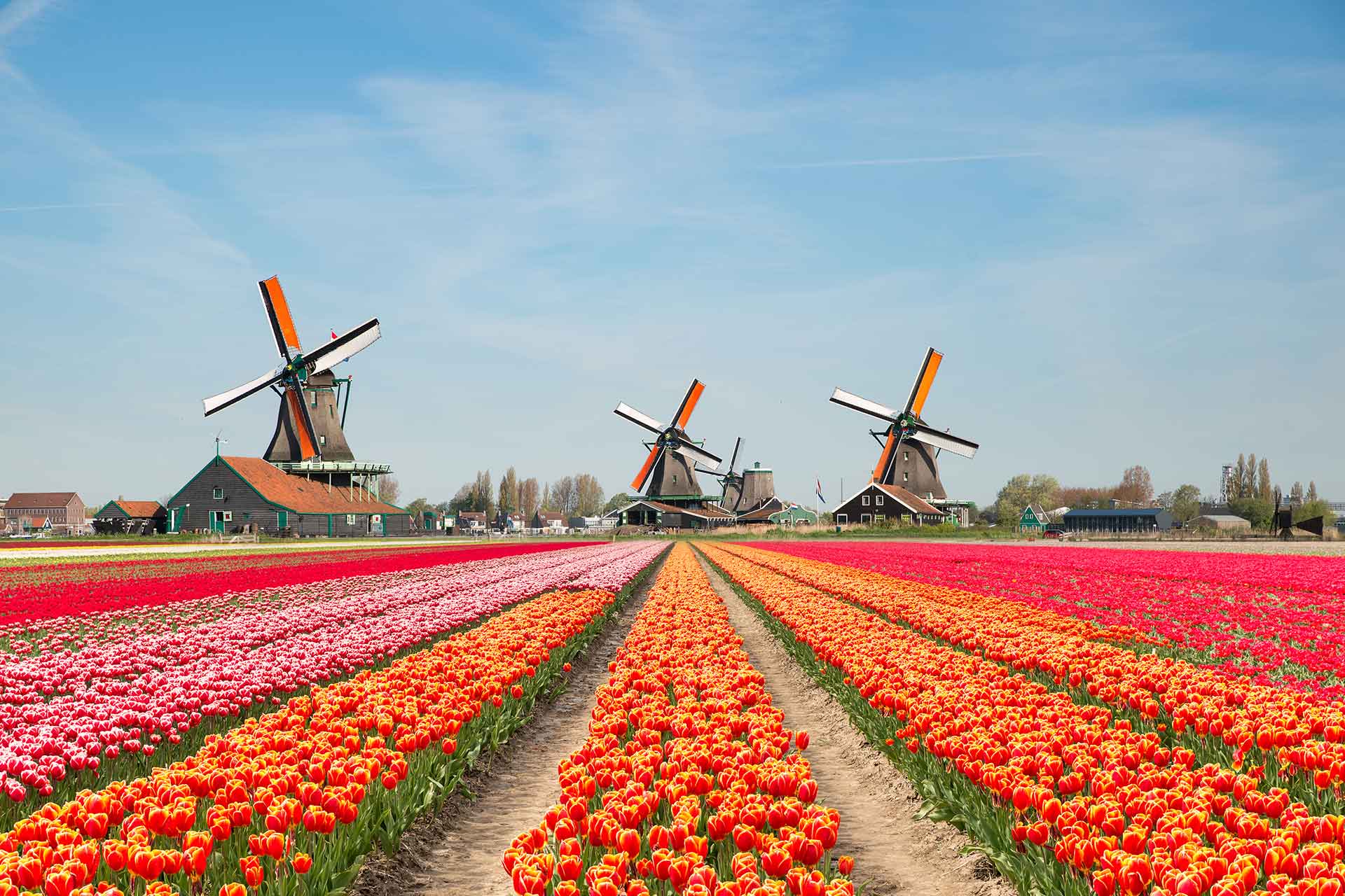 Keukenhof - viaggio di gruppo in Olanda