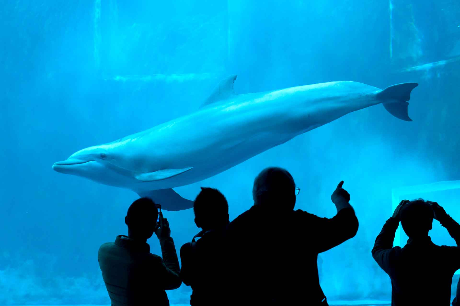 Acquario di Genova - viaggio di gruppo in pullman