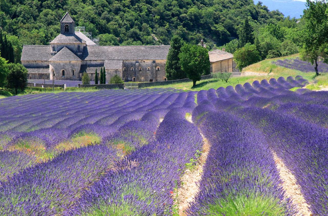 abbazia di se nanque canvaweb